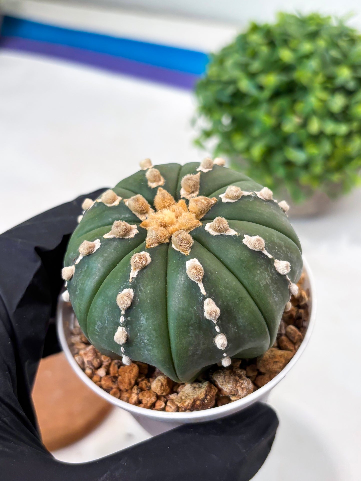 Astrophytum V-type Nudum (t10) (y2) | Imported From Japan/korea (Copy)