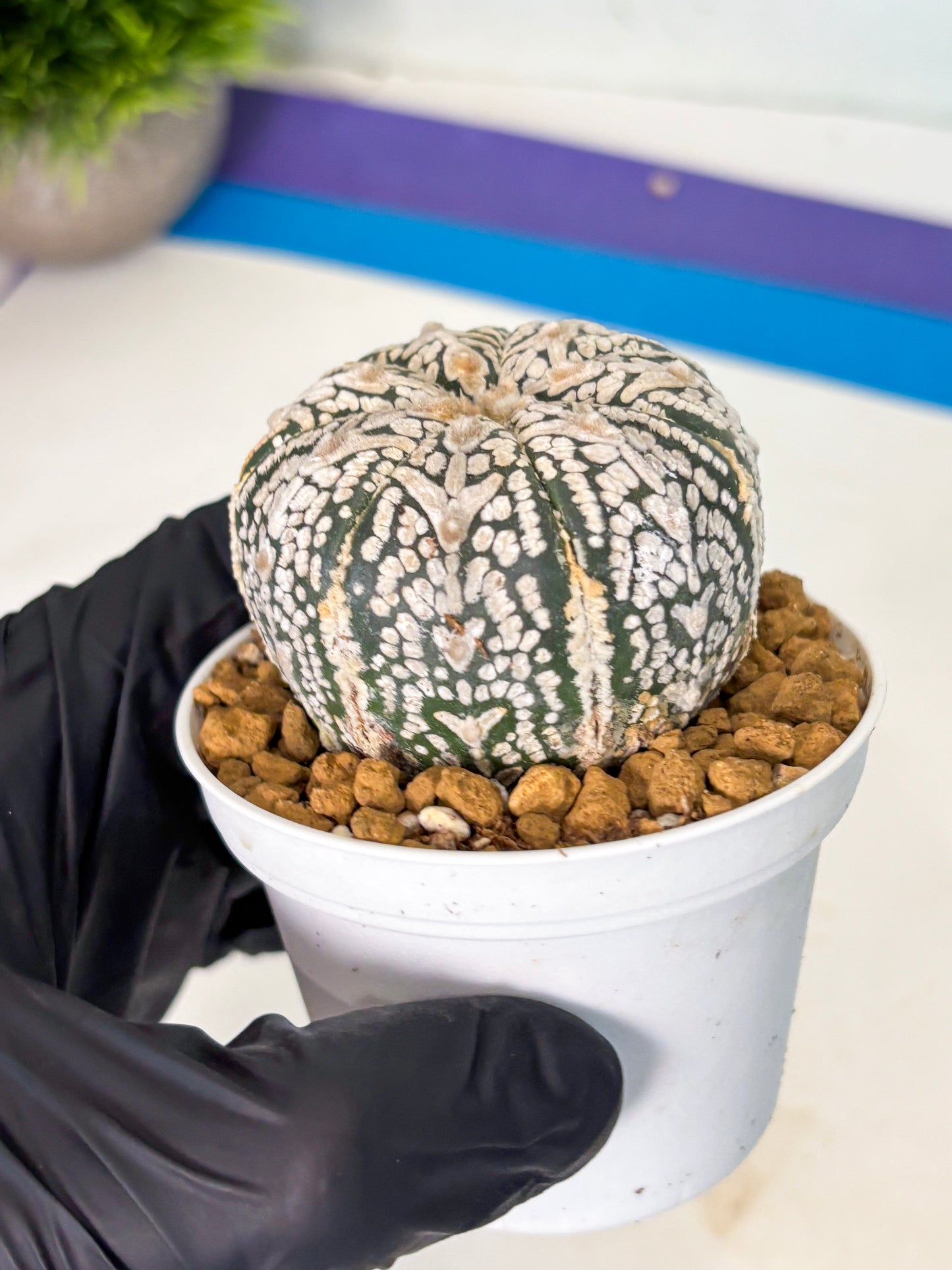 Astrophytum V-Type (at5) (b5) | Star Cactus
