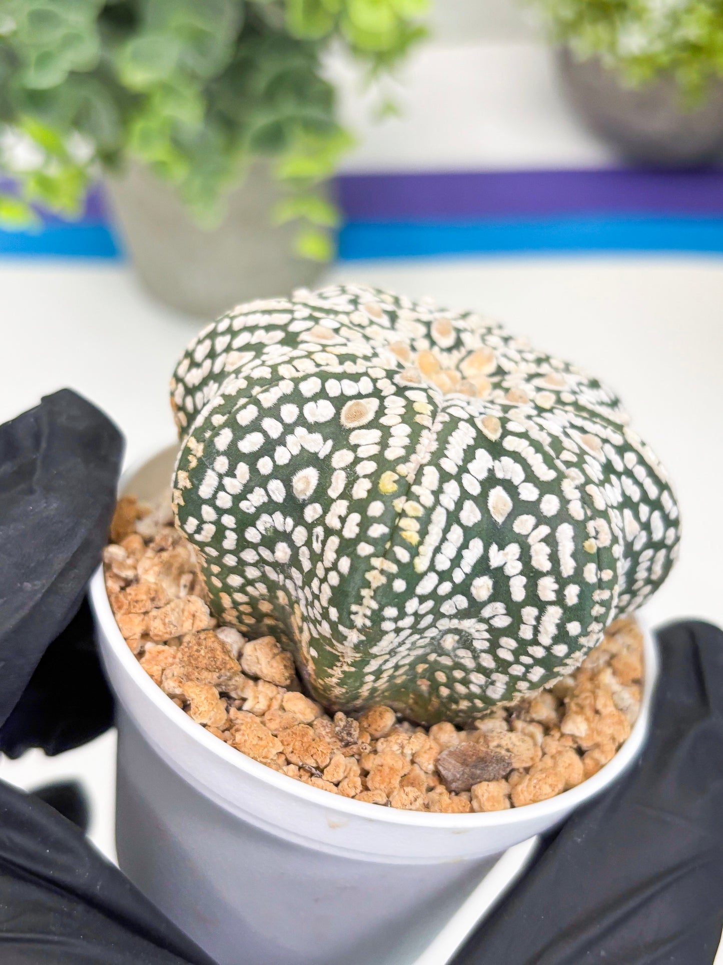 Astrophytum Super Kabuto Star Shape (t3) (p1) | 3" Pot