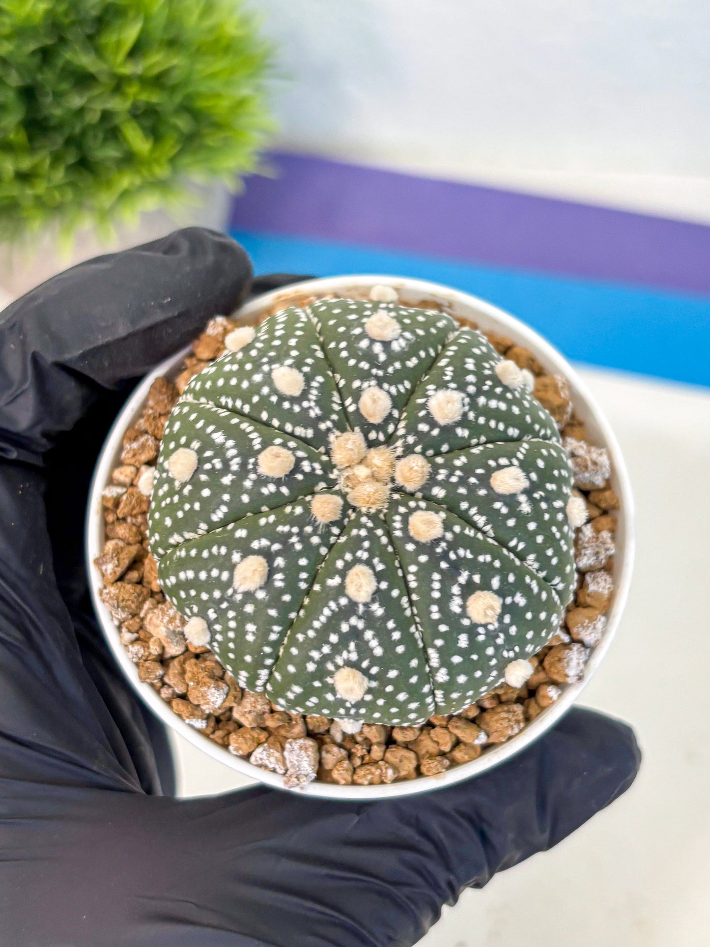 Astrophytum Super Kabuto (at1) (05) | Collection Plant | Rare Cactus