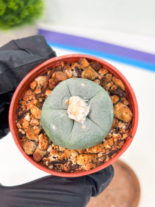 Spineless Cactus (Lo2) (r6) | For Advanced Growers