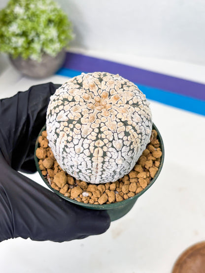 Astrophytum V-Type (at1) (p4) | Imported Cactus
