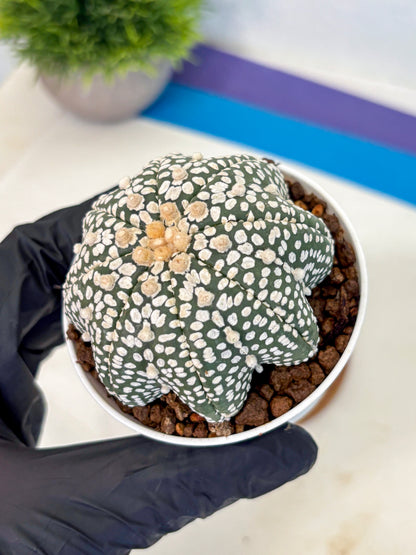 Astrophytum V Type (at5) (02) |  Sea urchin cactus