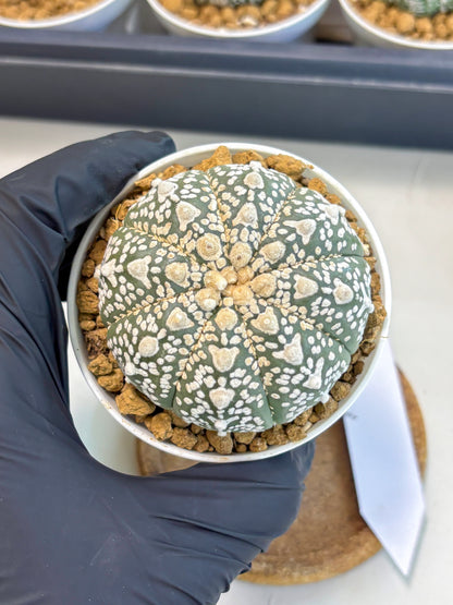 Astrophytum V-Type (at5) (p2) | Rare imported Plant