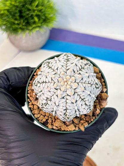 Astrophytum V Type (at2) (02) | Live Plant | Rare Collection