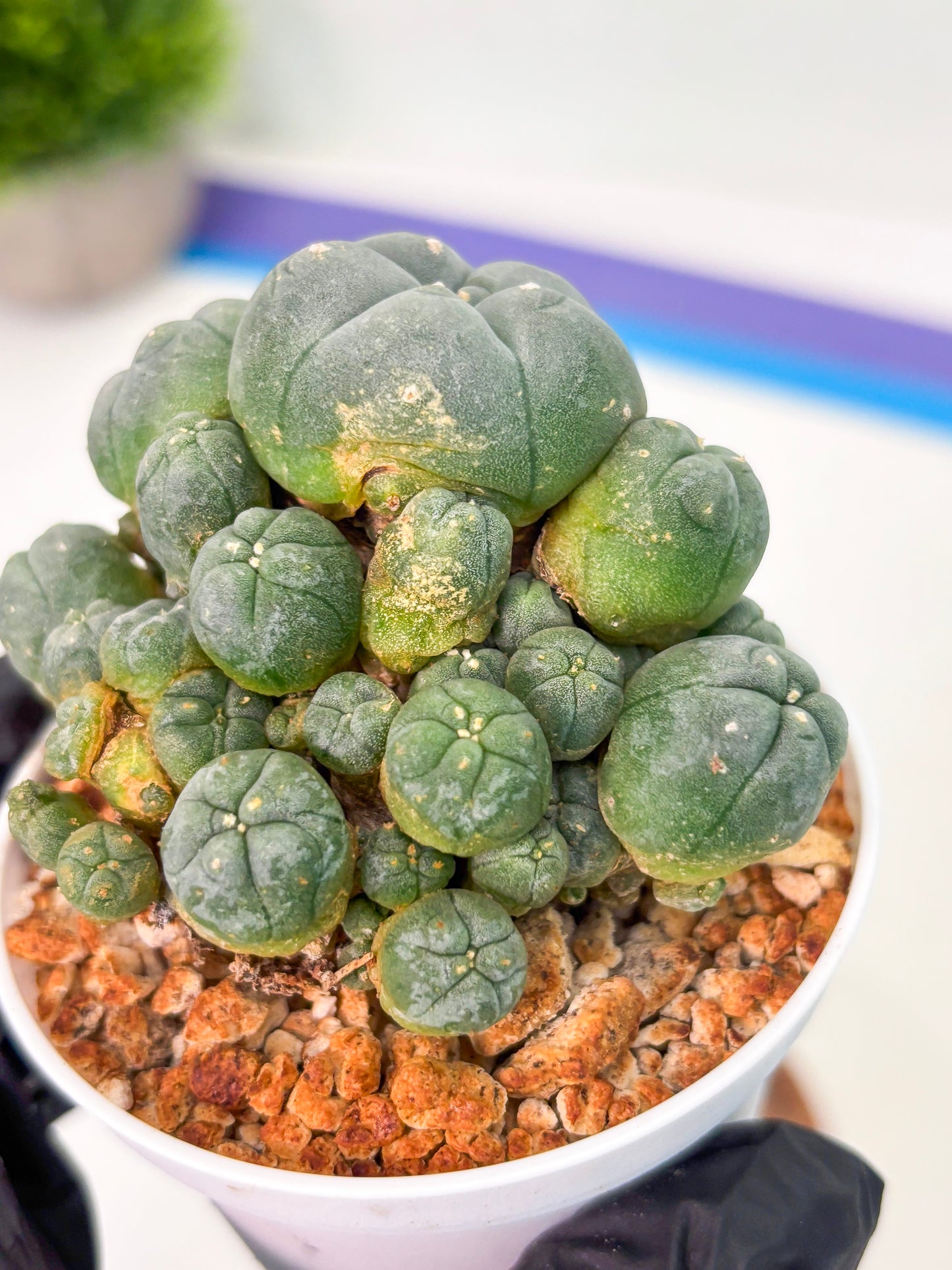 Spineless Cactus (Lo1) (p3) | For Advanced Growers