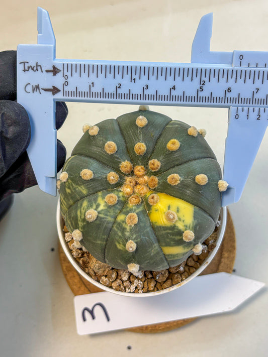 Astrophytum Variegated (at9) (03) | Rare Plant | Live Cactus