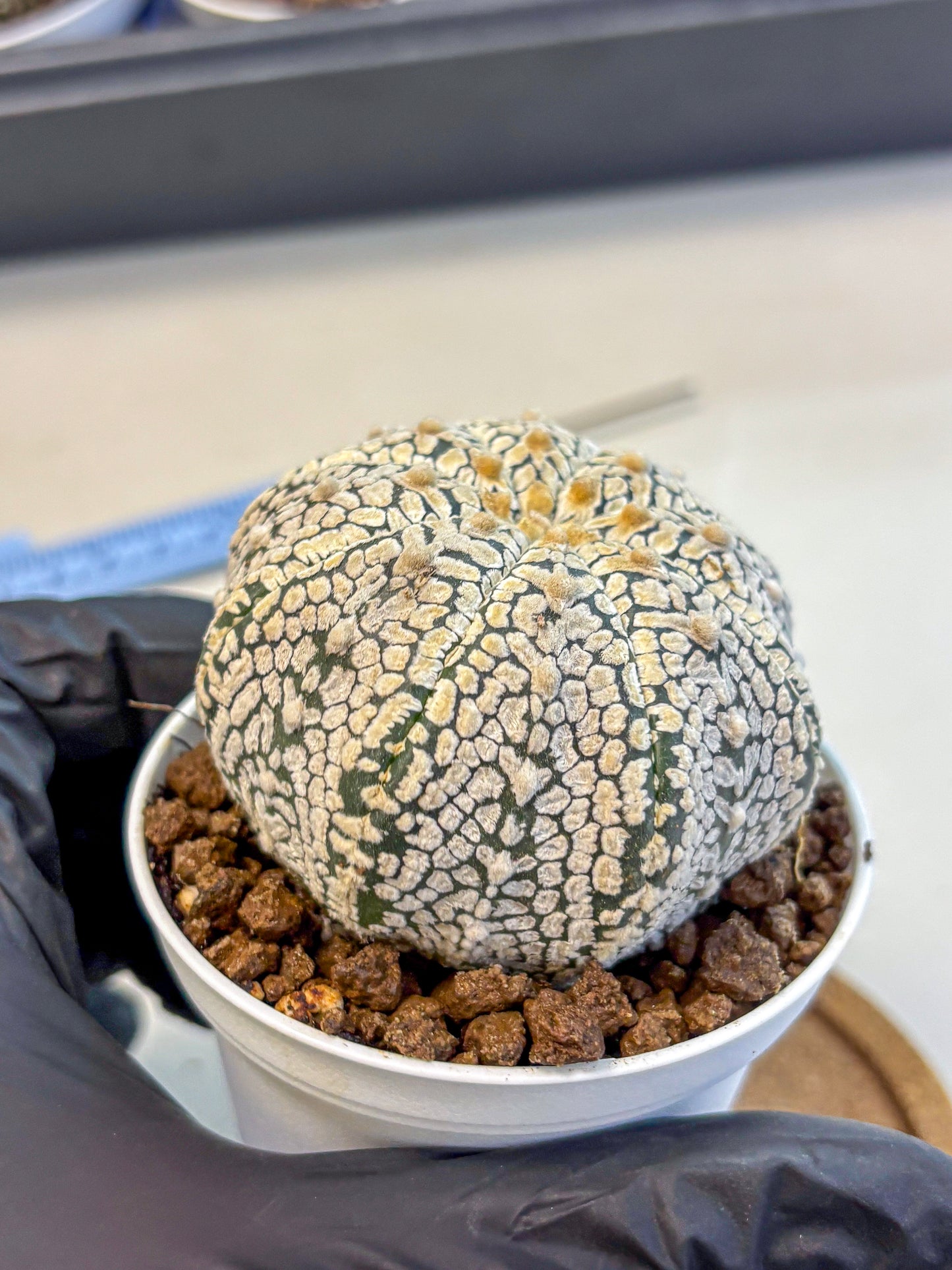 Astrophytum V Type (at4) (06) | Star Cactus