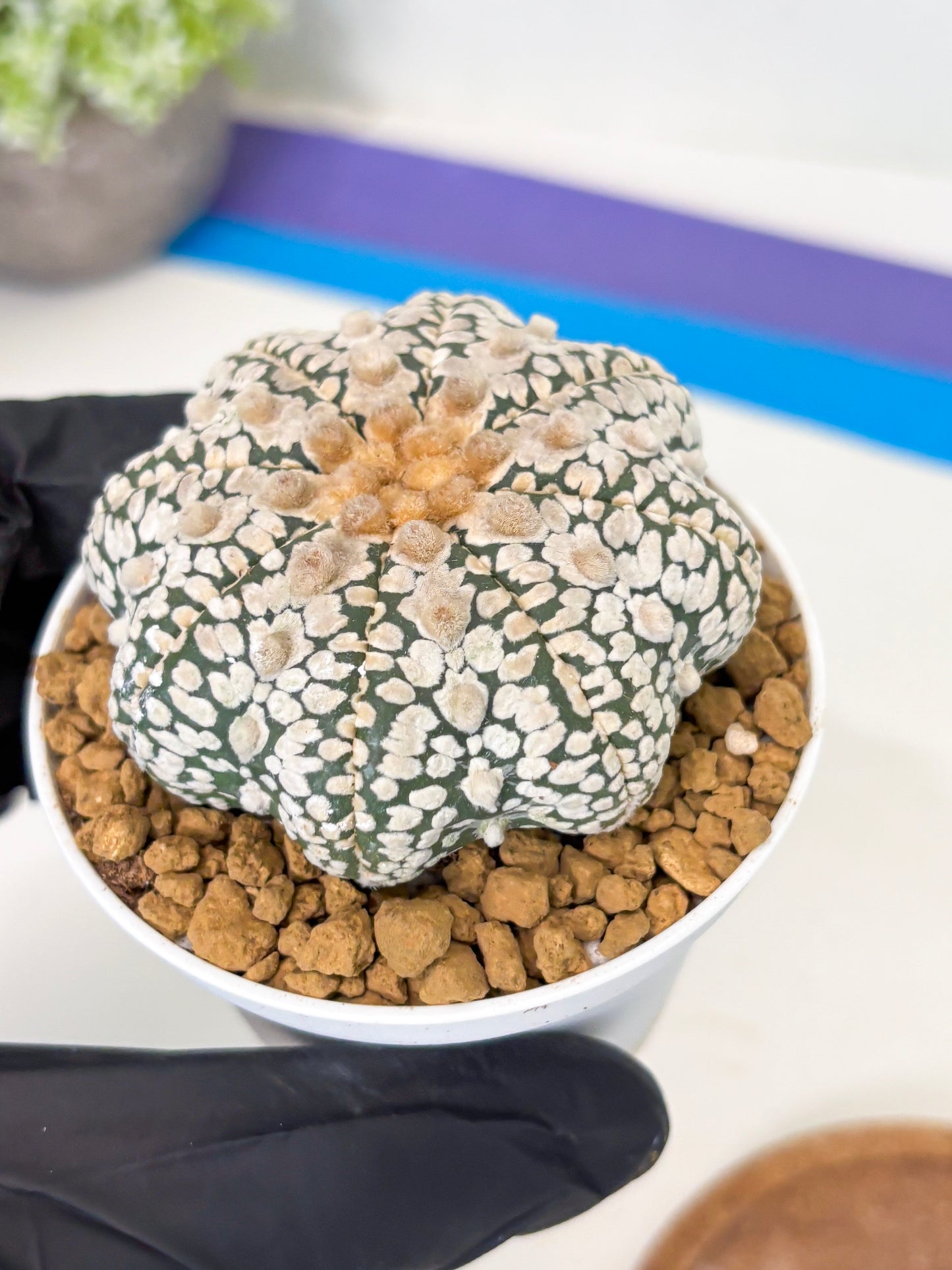 Astrophytum Star Shape (at2) (y3) | Rare Cactus