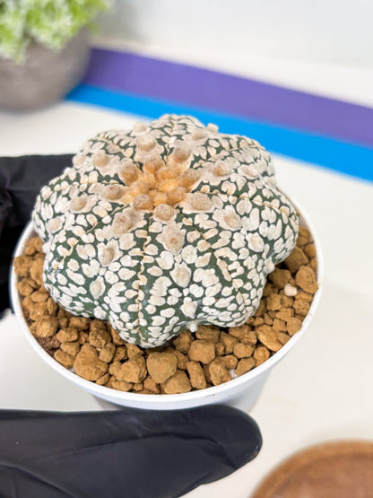 Astrophytum Star Shape (at2) (y3) | Rare Cactus