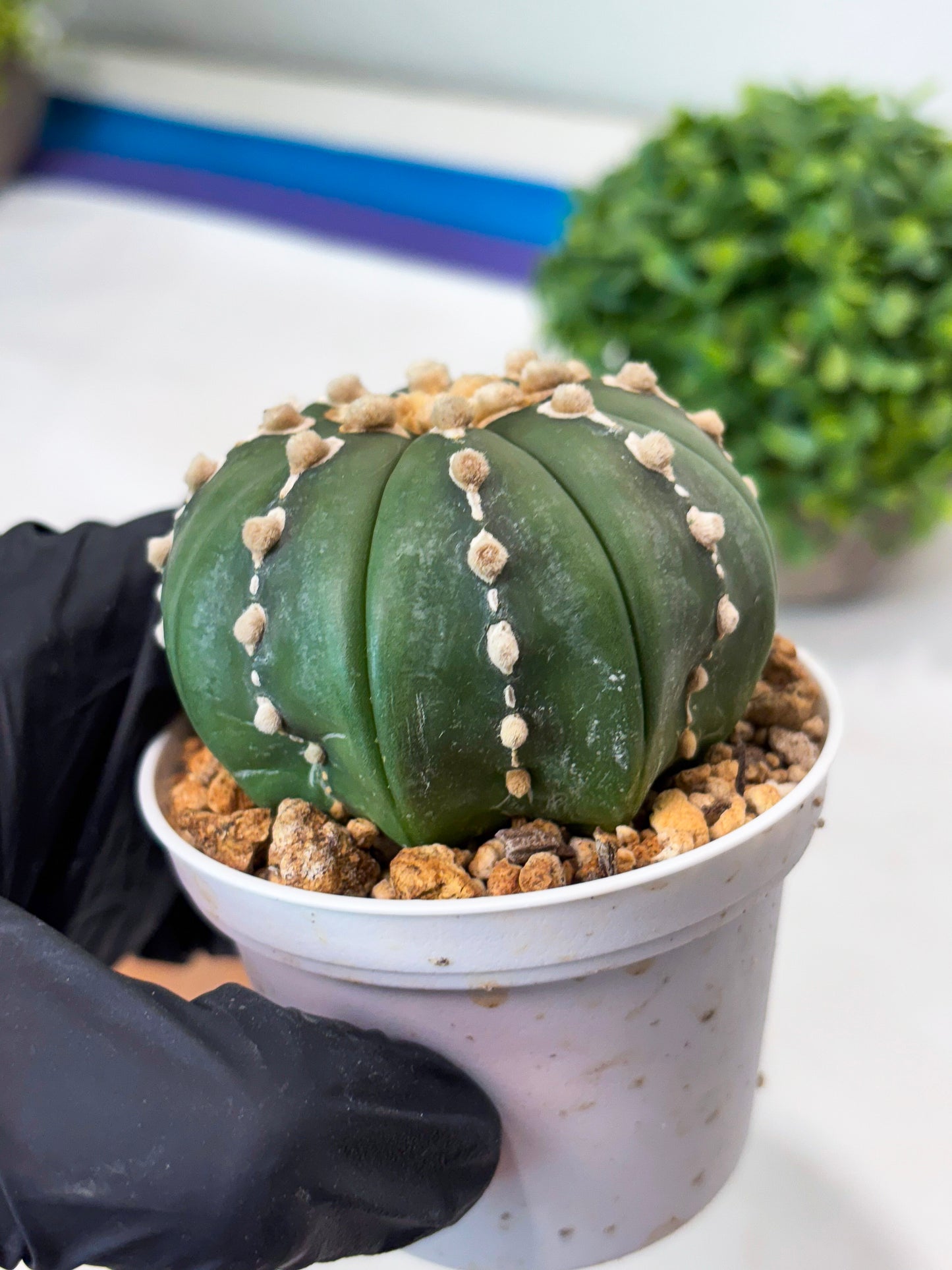 Astrophytum V-type Nudum (t10) (y2) | Imported From Japan/korea (Copy)