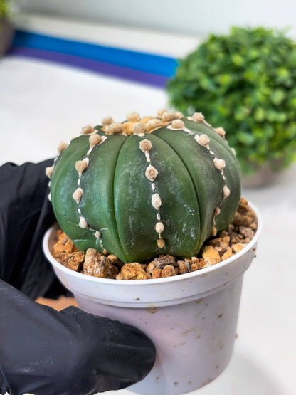 Astrophytum V-type Nudum (t10) (y2) | Imported From Japan/korea (Copy)