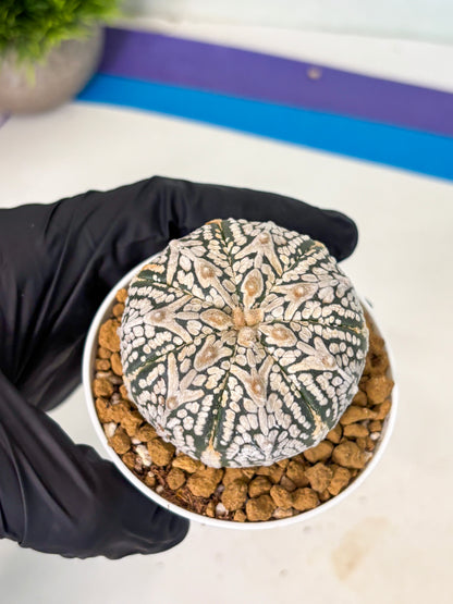 Astrophytum V-Type (at5) (b5) | Star Cactus