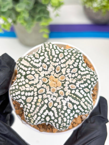 Astrophytum Super Kabuto Star Shape (t3) (p1) | 3" Pot
