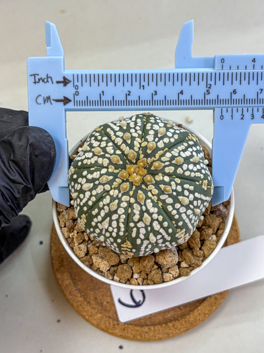 Astrophytum Super Kabuto (at1) (06) | Collection Plant | Rare Cactus