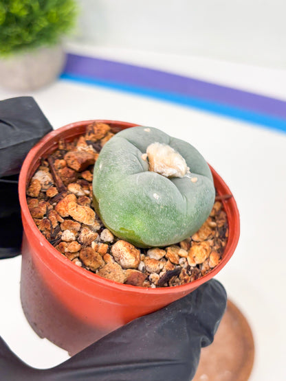 Spineless Cactus (Lo2) (r6) | For Advanced Growers