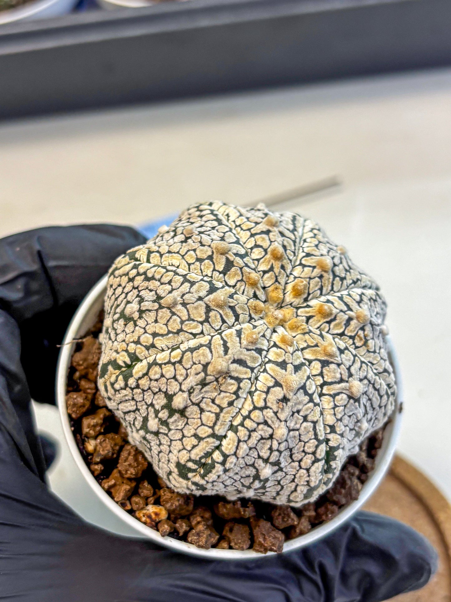 Astrophytum V Type (at4) (06) | Star Cactus