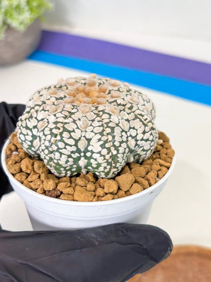 Astrophytum Star Shape (at2) (y3) | Rare Cactus