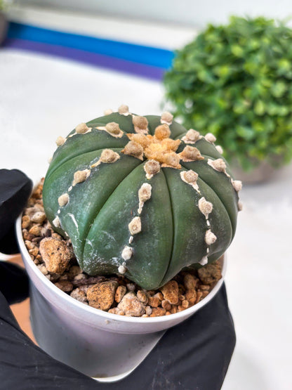 Astrophytum V-type Nudum (t10) (y2) | Imported From Japan/korea (Copy)