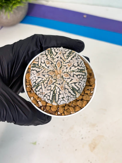 Astrophytum V-Type (at5) (b5) | Star Cactus