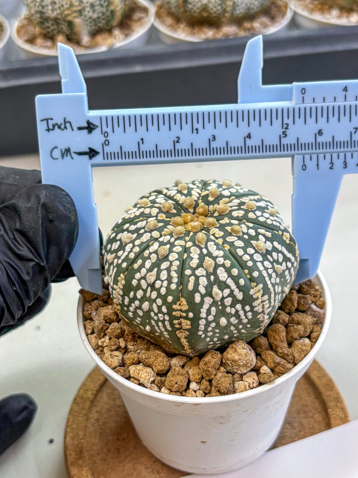 Astrophytum Super Kabuto (at1) (06) | Collection Plant | Rare Cactus
