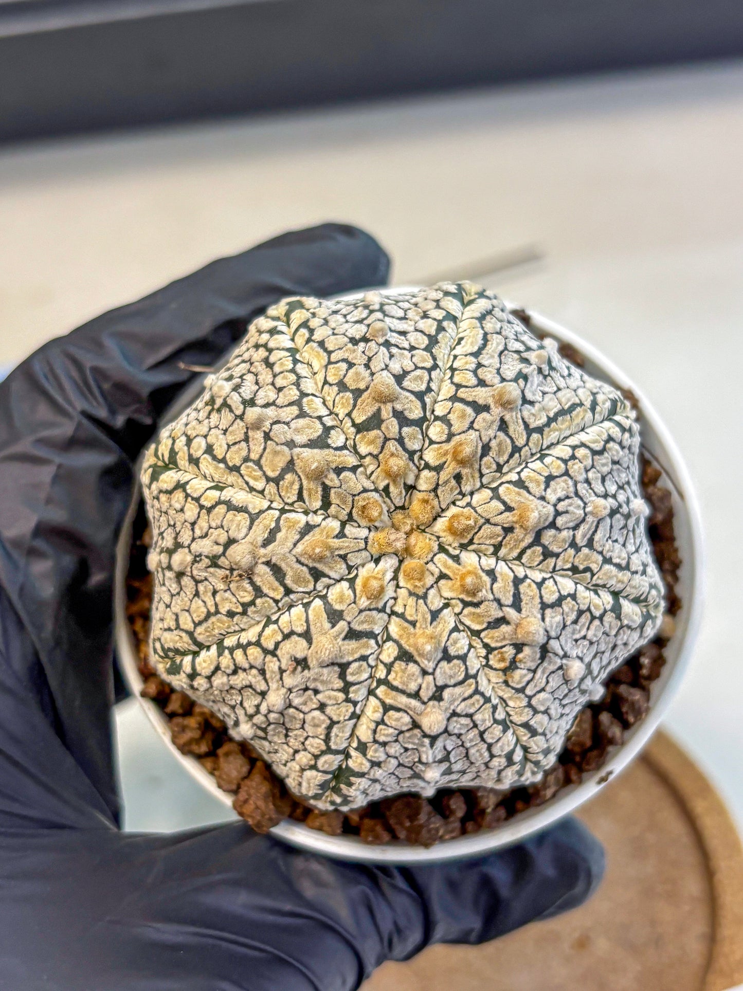 Astrophytum V Type (at4) (06) | Star Cactus