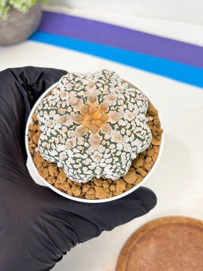 Astrophytum Star Shape (at2) (y3) | Rare Cactus