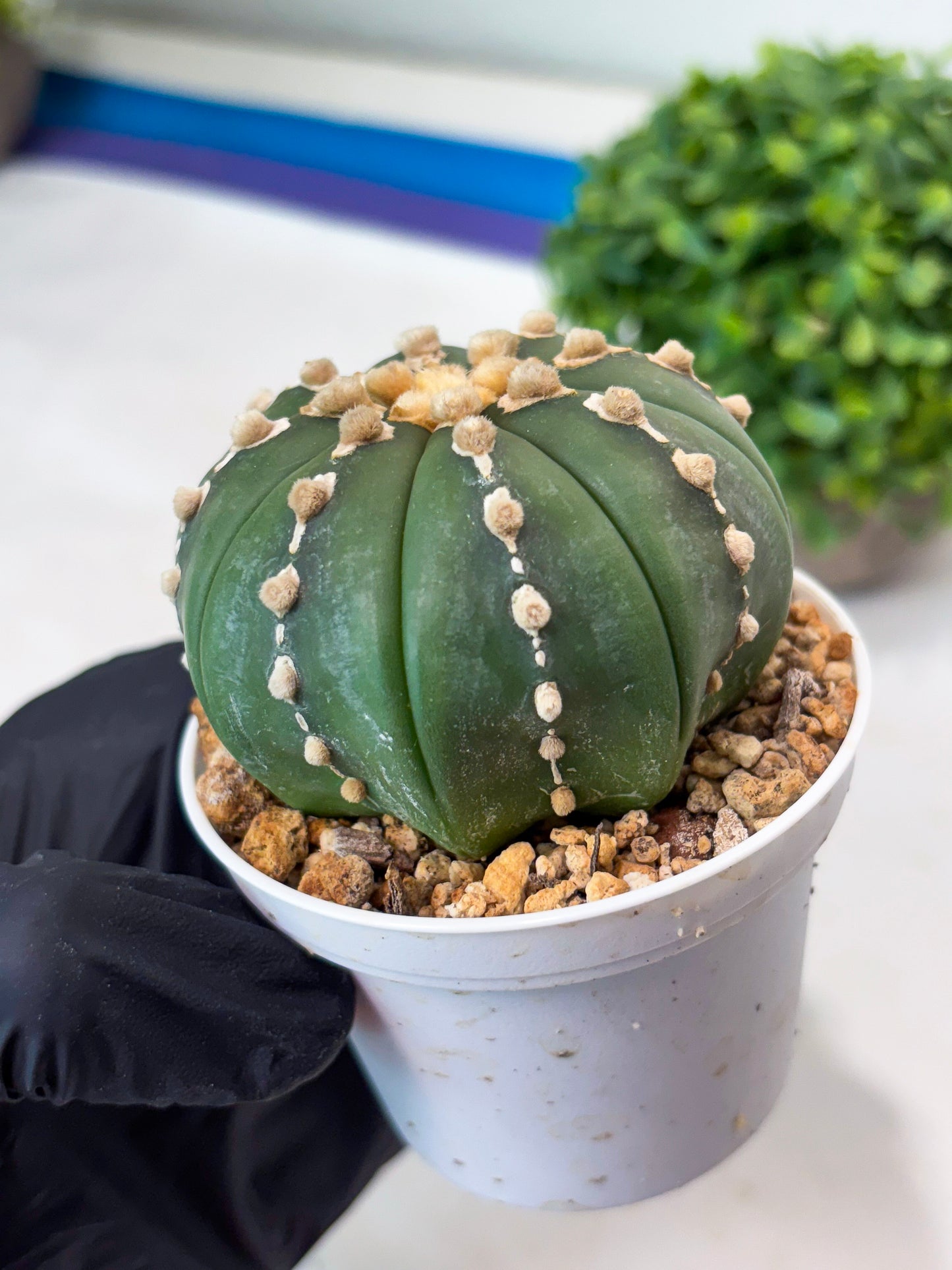 Astrophytum V-type Nudum (t10) (y2) | Imported From Japan/korea (Copy)