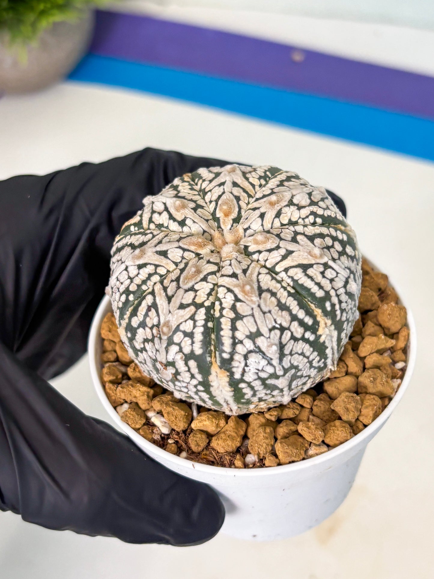 Astrophytum V-Type (at5) (b5) | Star Cactus