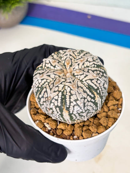 Astrophytum V-Type (at5) (b5) | Star Cactus