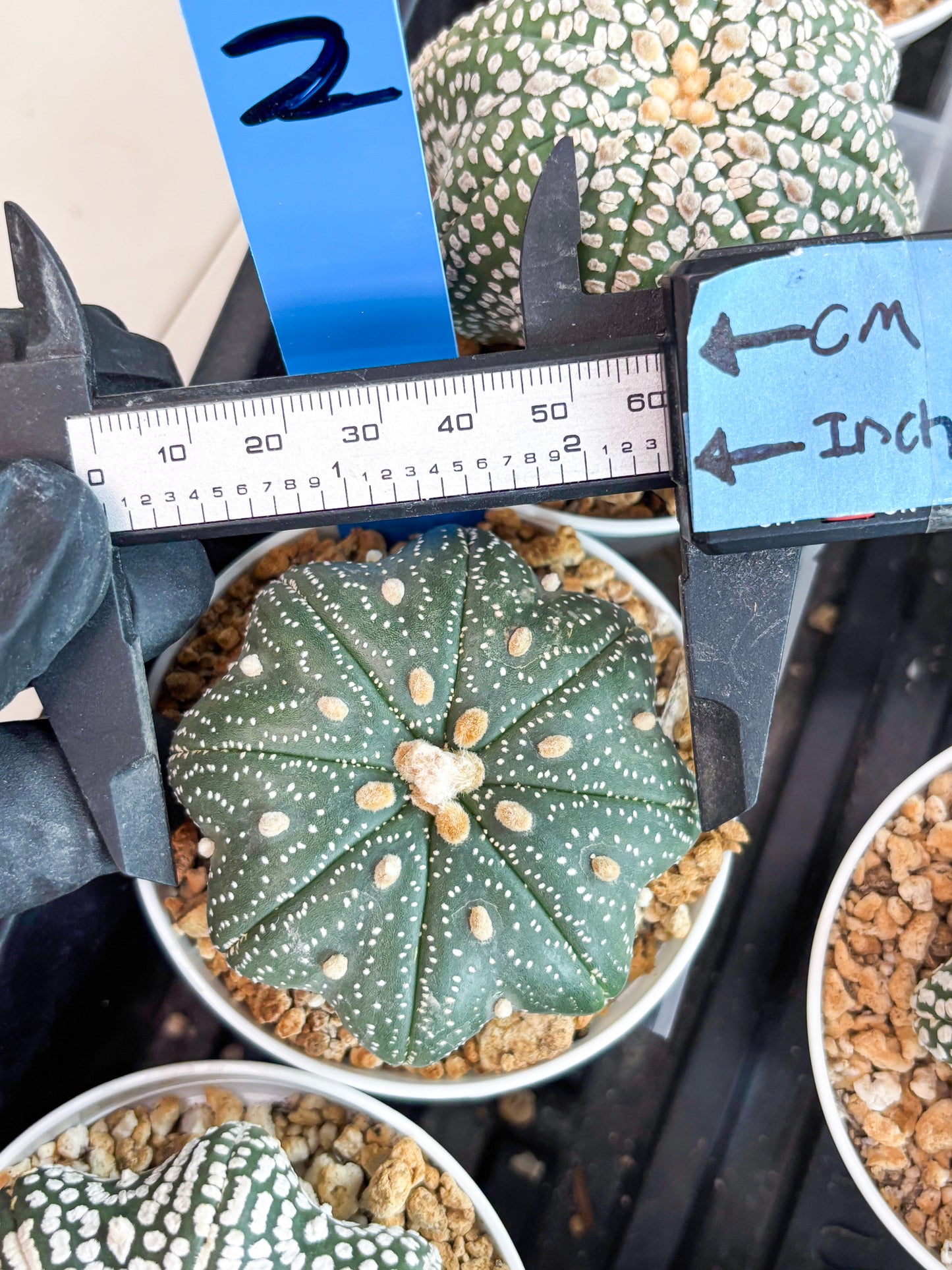 Astrophytum Star Shape Nudum (t3) (p2) | 3" Pot