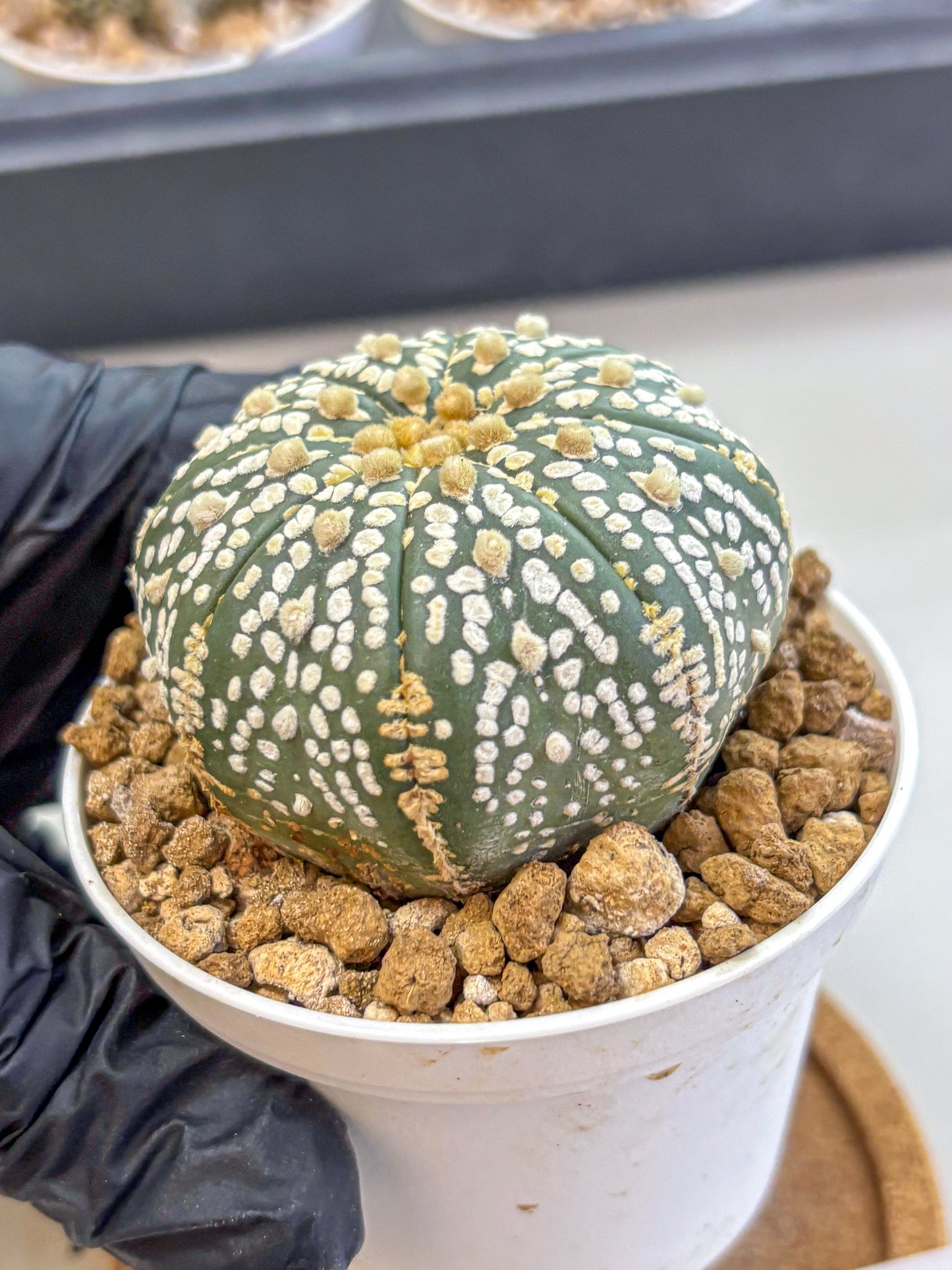 Astrophytum Super Kabuto (at1) (06) | Collection Plant | Rare Cactus