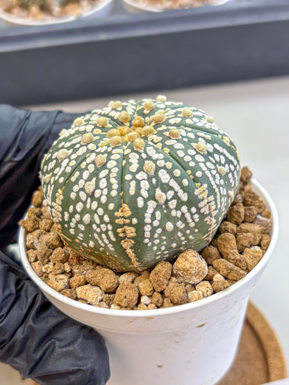 Astrophytum Super Kabuto (at1) (06) | Collection Plant | Rare Cactus