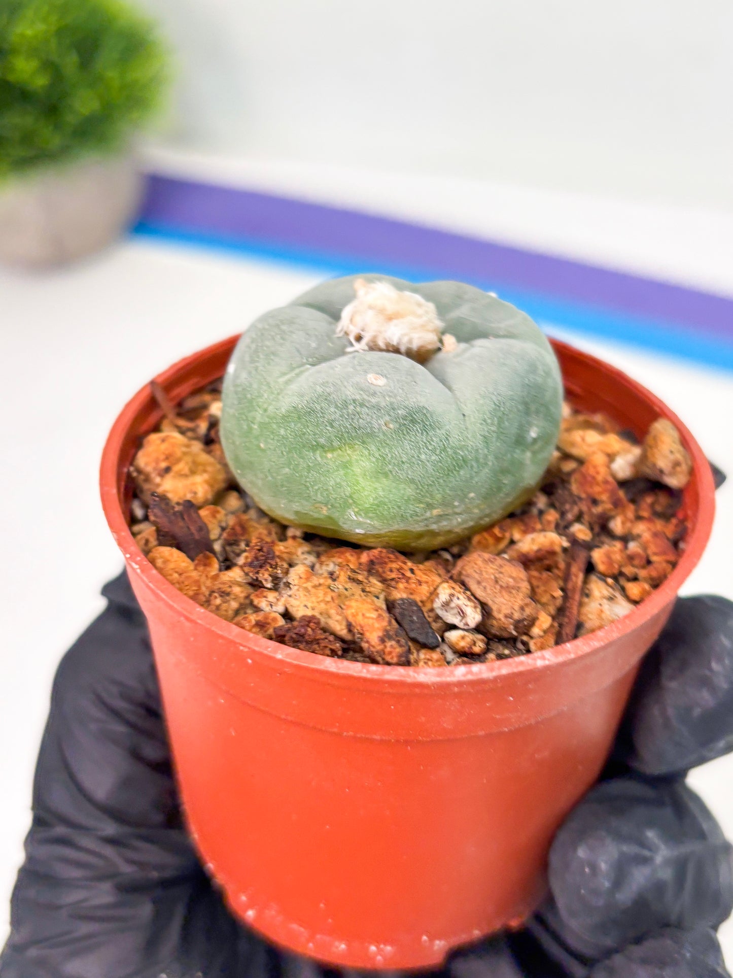 Spineless Cactus (Lo2) (r6) | For Advanced Growers