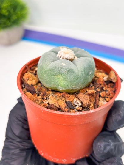 Spineless Cactus (Lo2) (r6) | For Advanced Growers