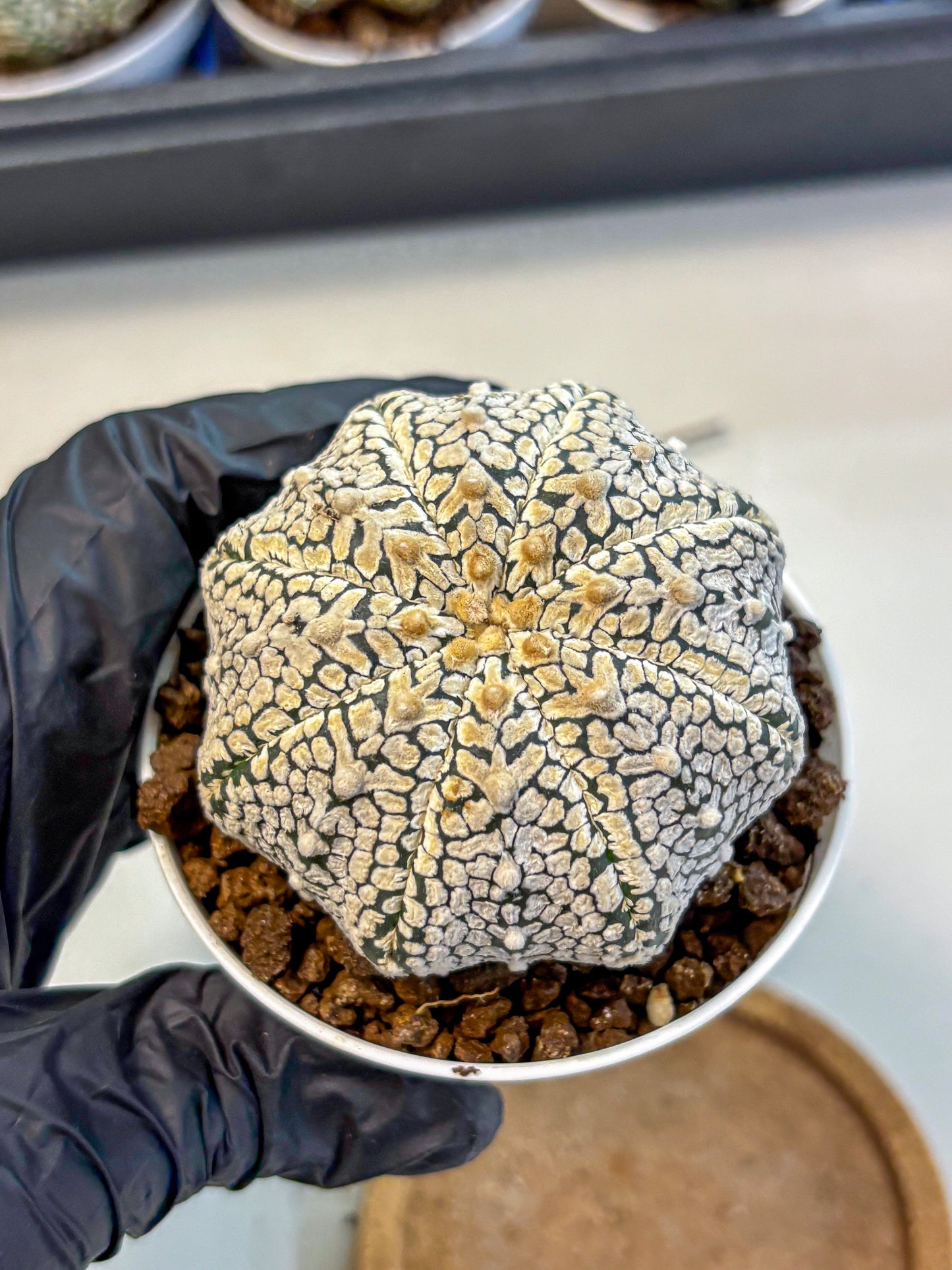 Astrophytum V Type (at4) (06) | Star Cactus