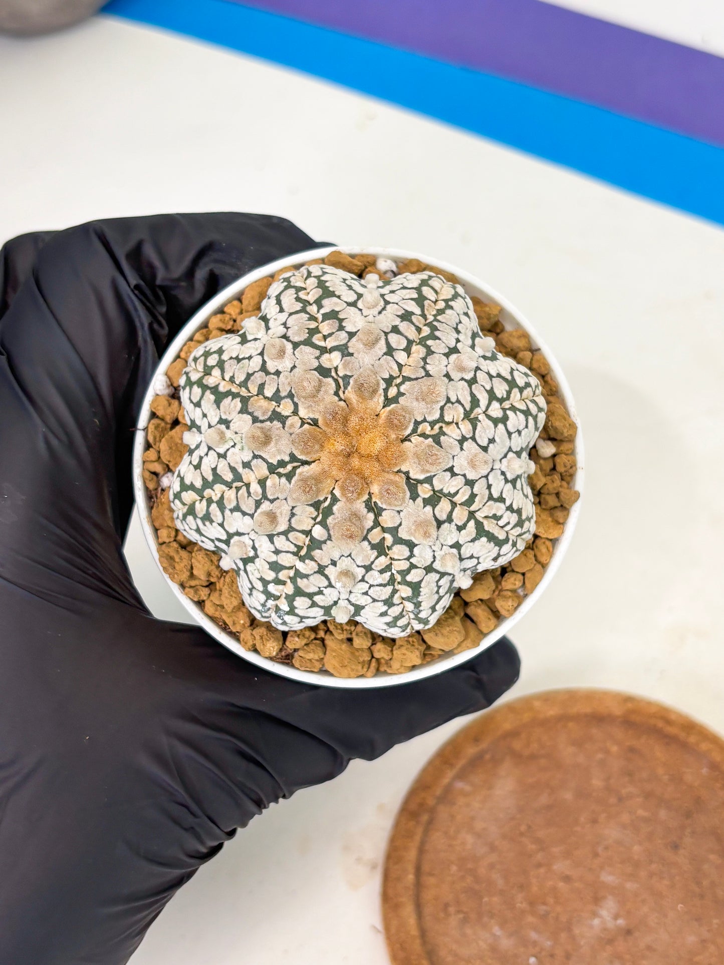 Astrophytum Star Shape (at2) (y3) | Rare Cactus