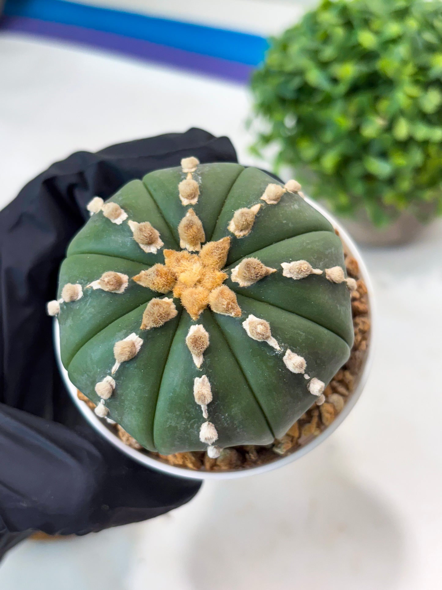 Astrophytum V-type Nudum (t10) (y2) | Imported From Japan/korea (Copy)
