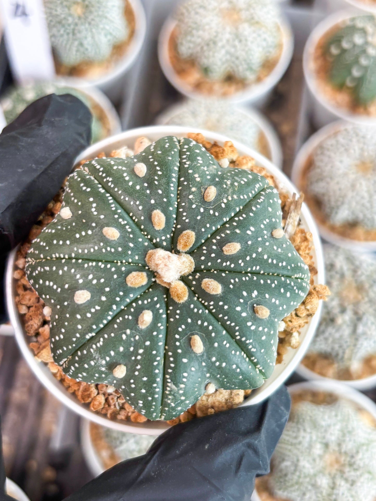 Astrophytum Star Shape Nudum (t3) (p2) | 3" Pot