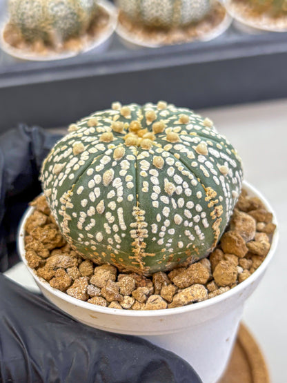 Astrophytum Super Kabuto (at1) (06) | Collection Plant | Rare Cactus