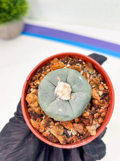 Spineless Cactus (Lo2) (r6) | For Advanced Growers