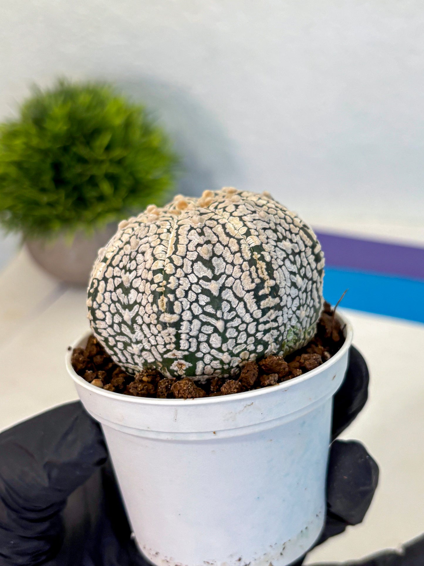 Astrophytum V Type (at4) (06) | Star Cactus