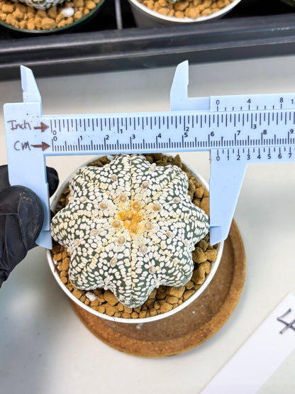 Astrophytum Star Shape (at2) (y4) | Rare Cactus