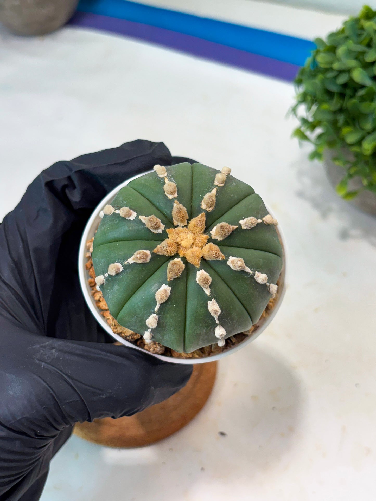 Astrophytum V-type Nudum (t10) (y2) | Imported From Japan/korea (Copy)