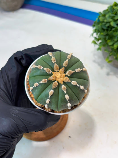 Astrophytum V-type Nudum (t10) (y2) | Imported From Japan/korea (Copy)