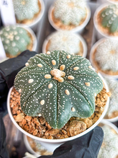 Astrophytum Star Shape Nudum (t3) (p2) | 3" Pot