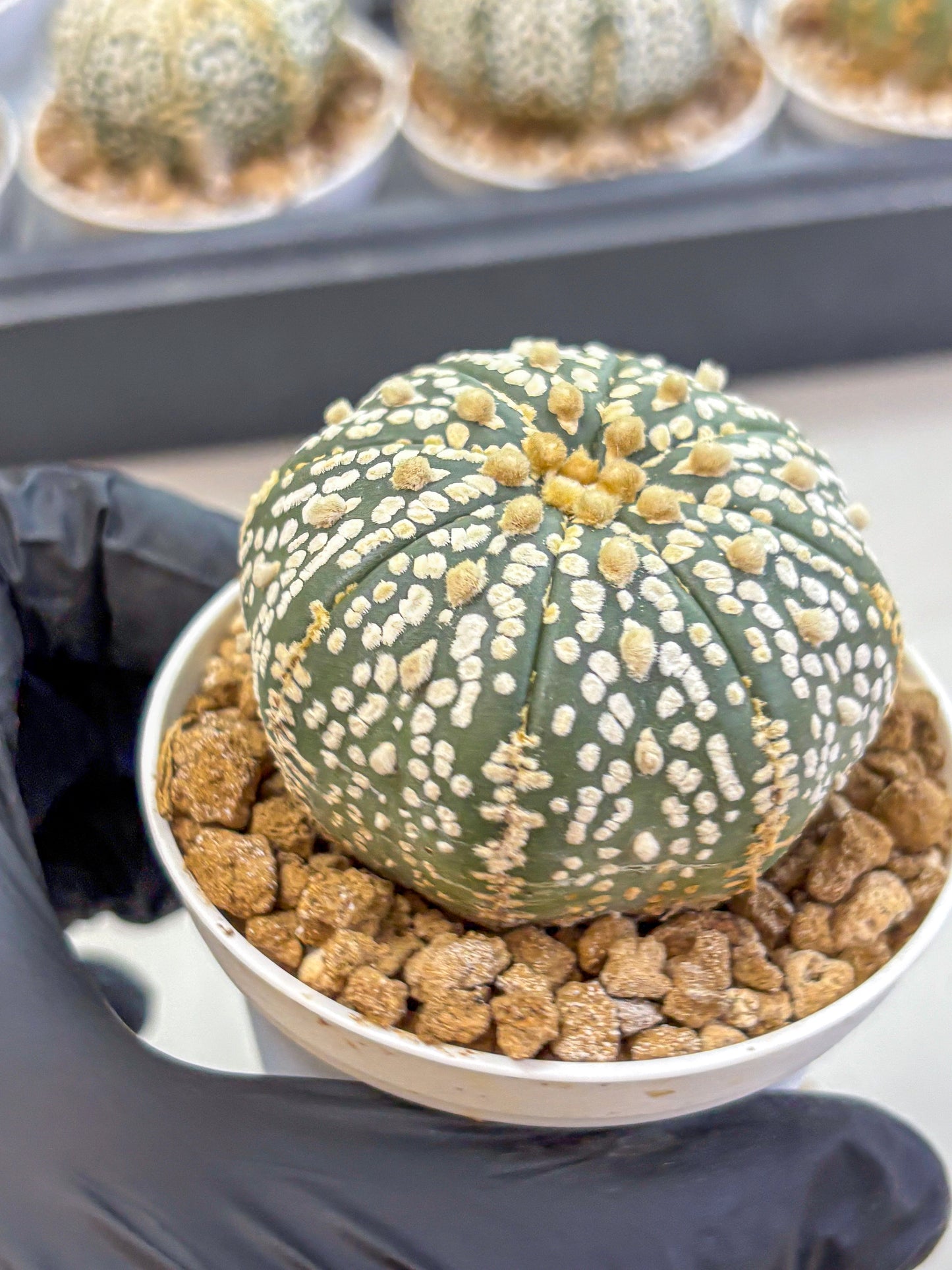 Astrophytum Super Kabuto (at1) (06) | Collection Plant | Rare Cactus