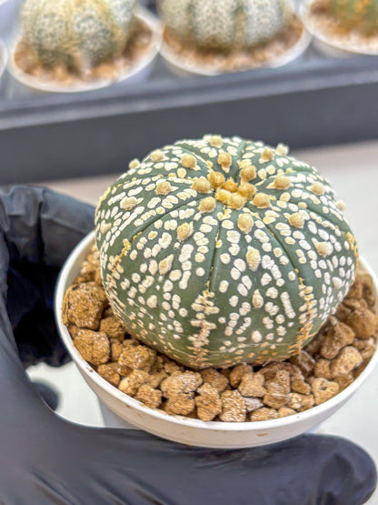 Astrophytum Super Kabuto (at1) (06) | Collection Plant | Rare Cactus