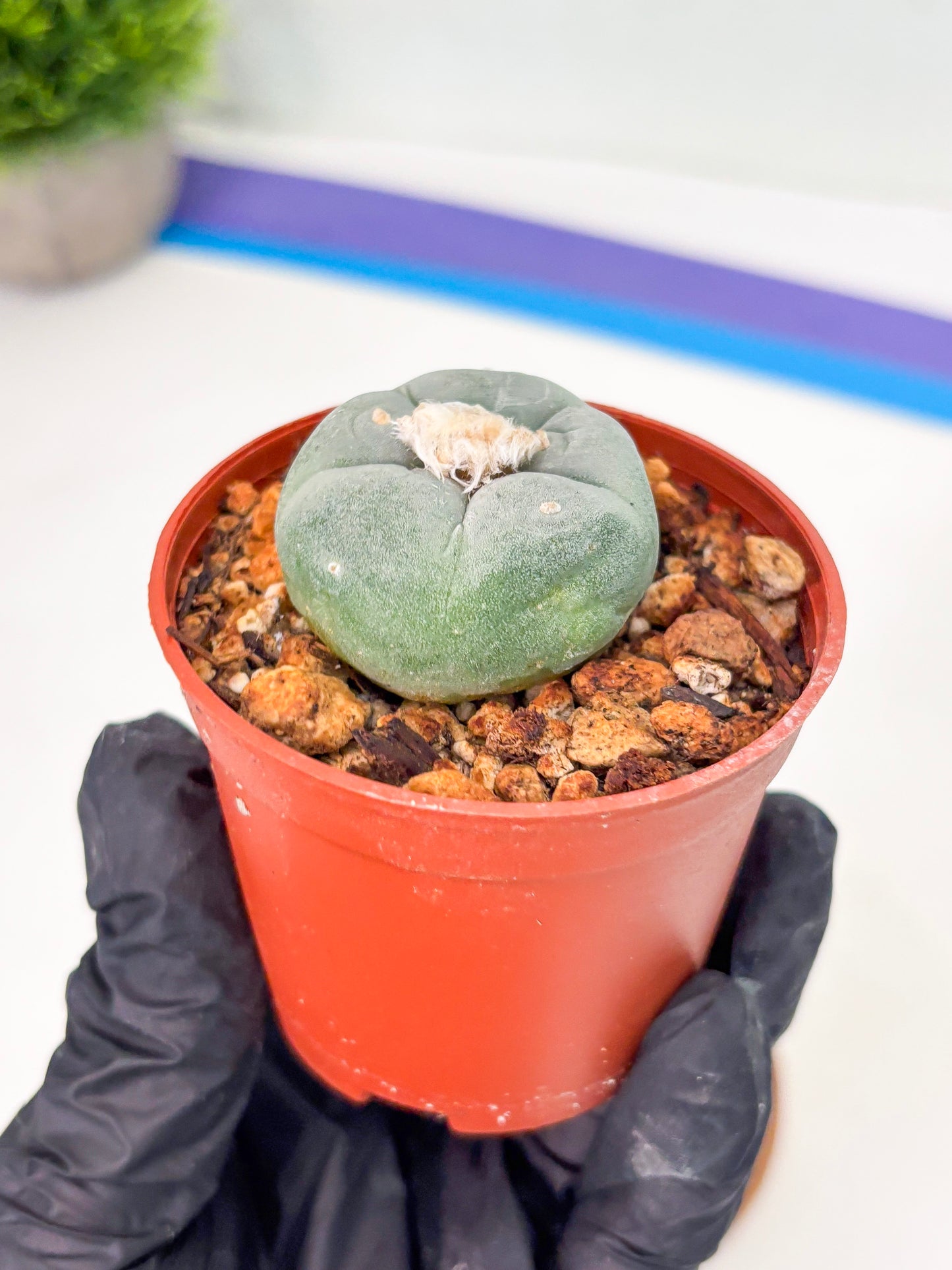 Spineless Cactus (Lo2) (r6) | For Advanced Growers