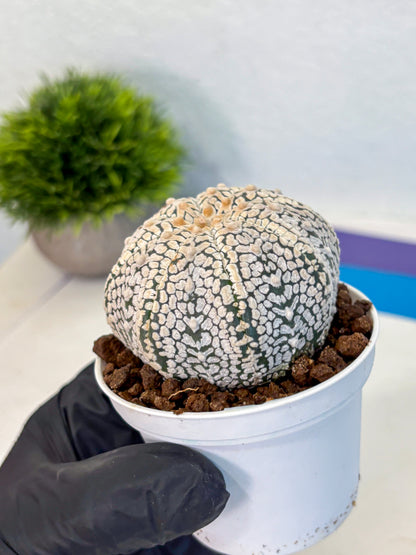 Astrophytum V Type (at4) (06) | Star Cactus